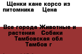 Щенки кане корсо из  питомника! › Цена ­ 65 000 - Все города Животные и растения » Собаки   . Тамбовская обл.,Тамбов г.